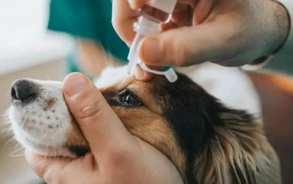 如何挑选幼犬和小狗粮和狗粮