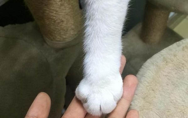 请问猫咪呕吐的原因及处理方法?