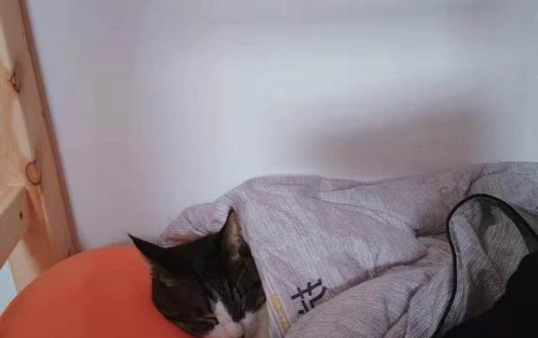 猫咪祖先