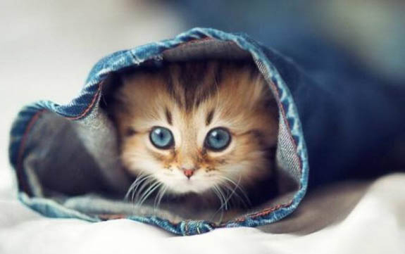 小猫一直在叫怎么办呢