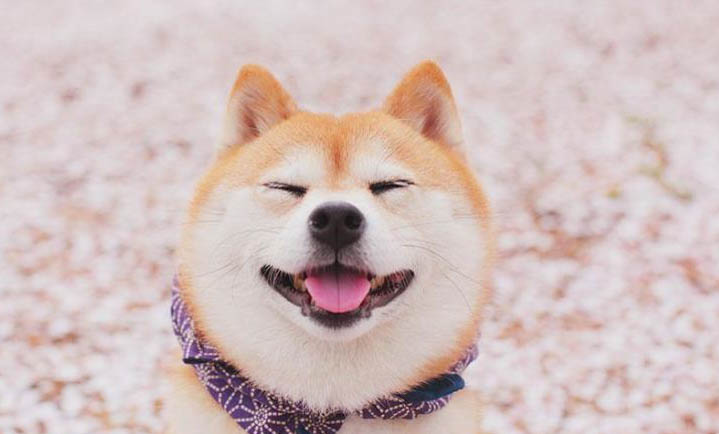 秋田犬和柴犬哪个更适合家庭