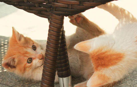 猫每天吃多少猫粮