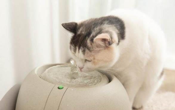小猫咪能吃骨头吗