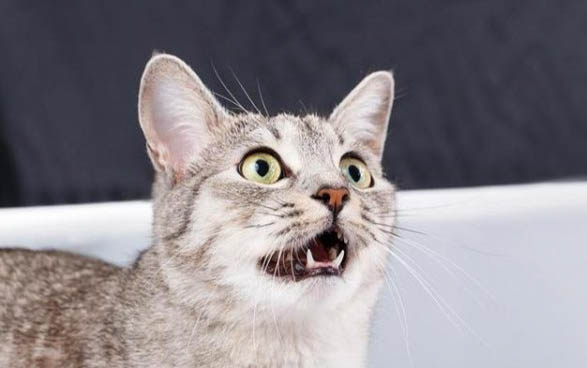 猫咪翻肚皮扭来扭去?