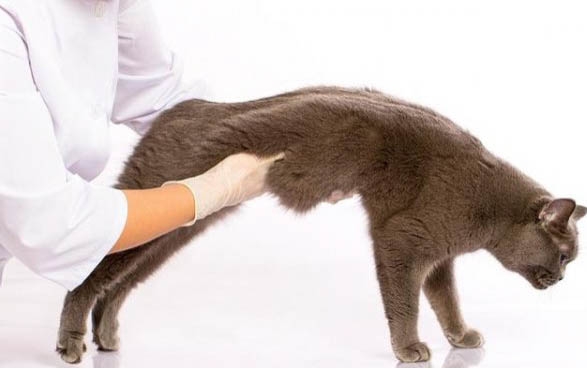 家猫放生有哪些技巧