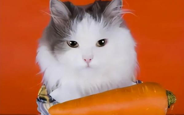 怀孕猫咪什么时候可以看到胎动