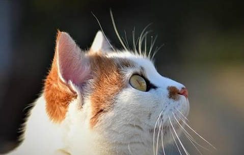 猫咪不排便怎么回事大便小便都不排