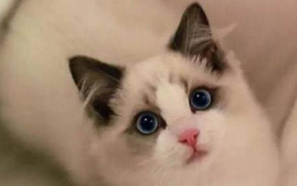布偶猫寿命一般多少年