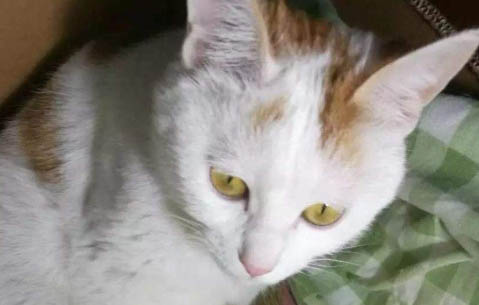 猫咪喝热水还是冷水