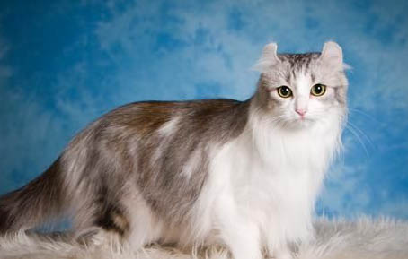 猫咪吐黄水还拉稀吃什么药啊