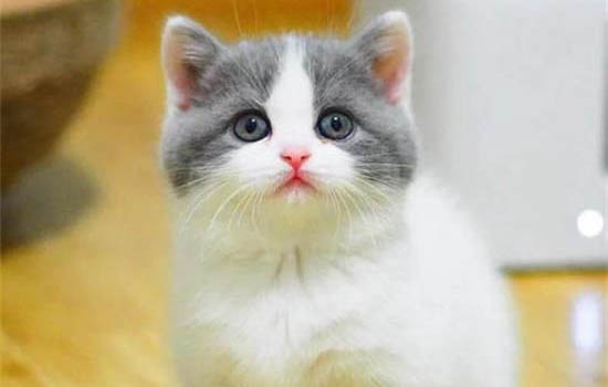 小猫多久可以洗澡