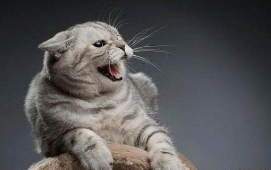 猫咪吐黄水有泡沫是怎么回事