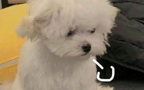 狗狗细小第七天还拉血