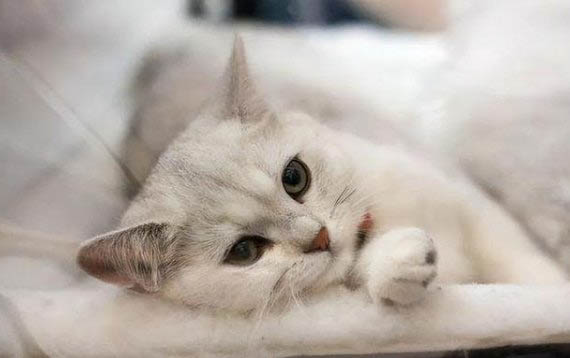 猫咪绝育的最佳时间？