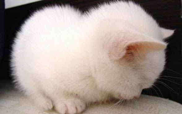 猫咪滴虫