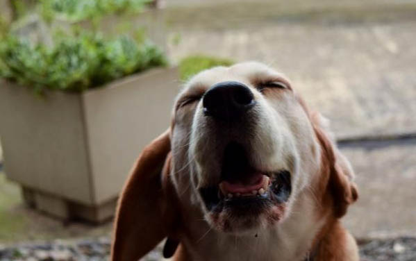 巴色特犬生活习惯