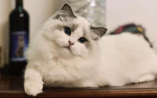 布偶猫为什么这么粘人