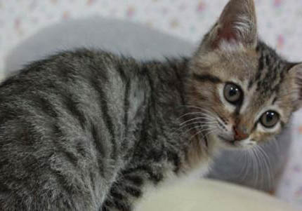 纯种狸花猫标准