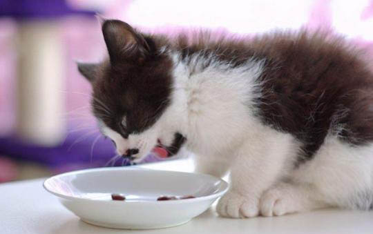笼养猫咪会恨你吗?