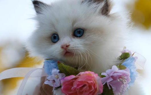 猫咪全身冰冷怎么处理