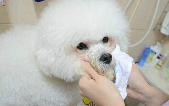 泰迪和比熊哪个好养