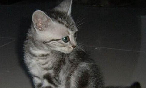 猫咪掉毛特别严重应该怎么办