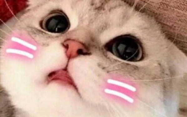 猫瘟试纸第二条杠若隐若现