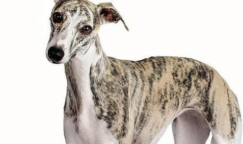 惠比特犬坐月子注意事项