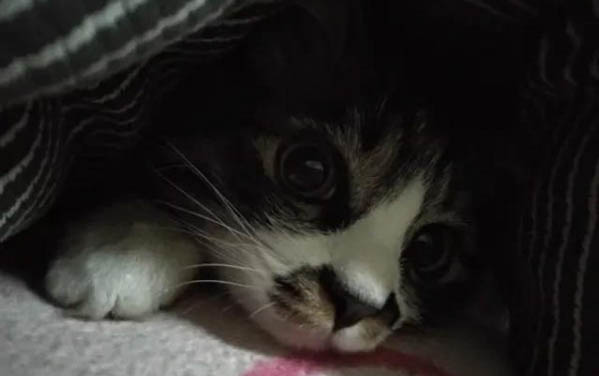 怎么才算猫瘟第一天