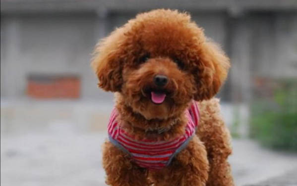 如何驯养小型泰迪狗犬狗粮呢