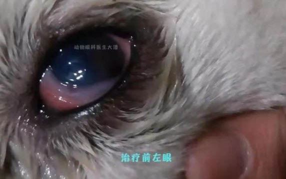 狗狗一喝水就吐怎么治疗