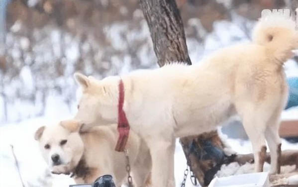 小狗拉红色的稀屎是什么原因