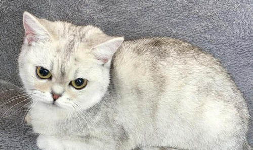 饲养银渐层猫的禁忌有哪些？