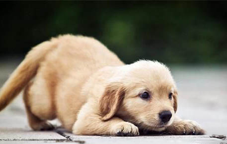 幼犬狗粮哪个牌子好