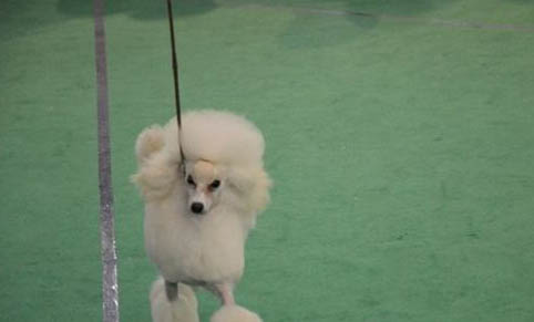 狗狗犬副流感需要吃饭吗