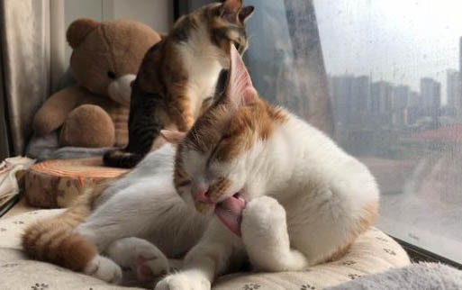 小猫拉稀了怎么办?怎么给他用一些什么呀