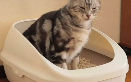 小猫尾巴竖起来是代表啥?