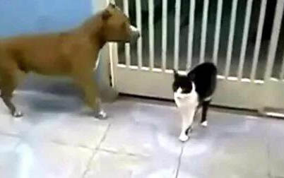 猫咪头上有白色头皮屑