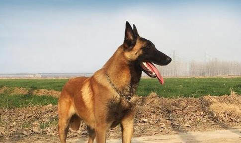 如何让马犬不吃狗粮了呢