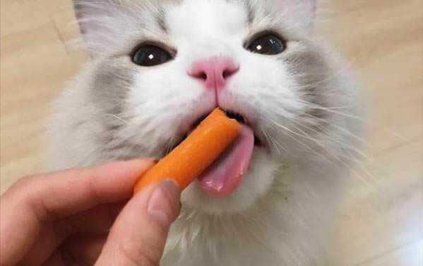 猫咪肝腹水怎么治疗效果好