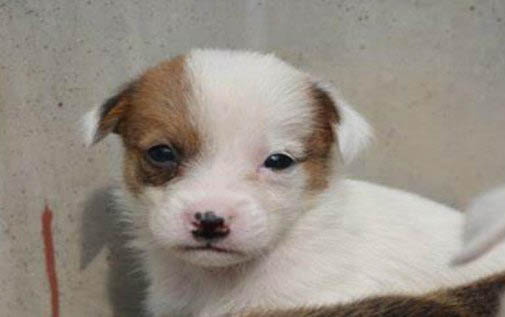 狗狗为什么突然有攻击性