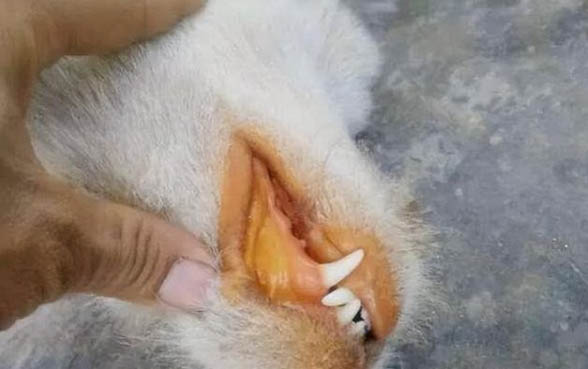 狗狗总是摇头甩耳朵的原因及处理方法