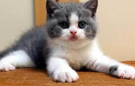猫咪驱虫后多久拉稀