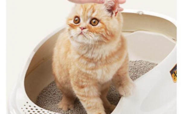 小猫爱睡觉怎么回事?