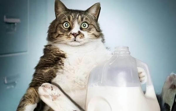 一个月的小猫突然吐了怎么回事