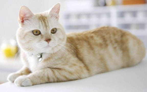 公猫母猫之间为什么会打架
