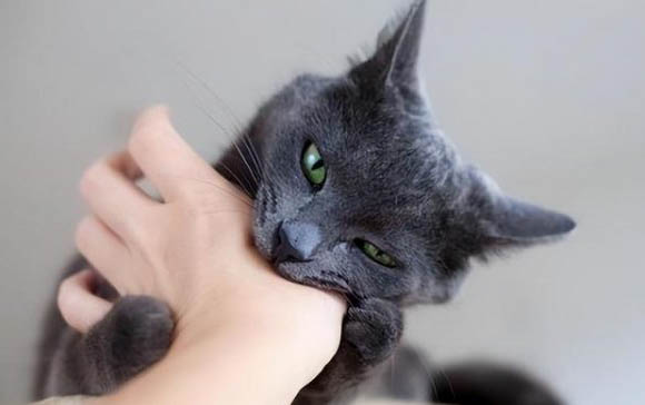 猫咪不喜欢的味道有哪些