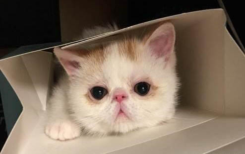 猫咪一天吃多少猫粮？