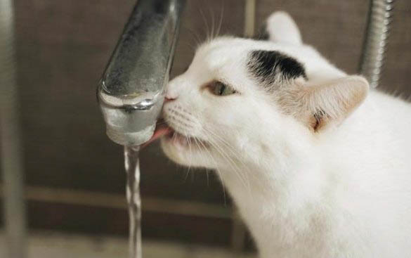 猫咪可以吃虾头和虾壳吗？