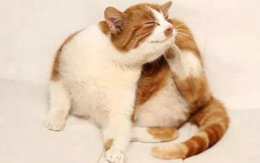 猫咪为什么会出现传腹的情况